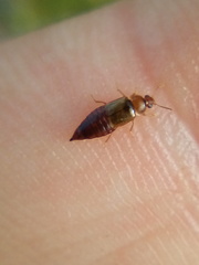 Austrolophrum cribriceps