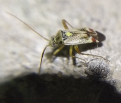 Polymerus vulneratus