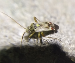 Polymerus vulneratus