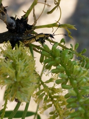 Chauliognathus scutellaris