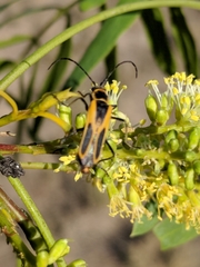 Chauliognathus scutellaris