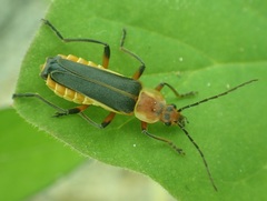 Chauliognathus obscurus
