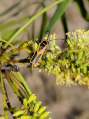 Chauliognathus scutellaris