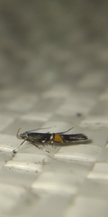Cosmopterix orichalcea