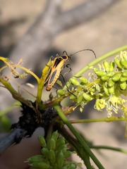 Chauliognathus scutellaris