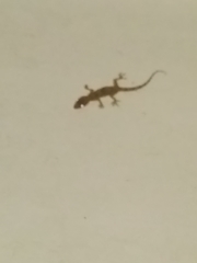 Gekkonidae