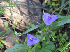 Tradescantia occidentalis