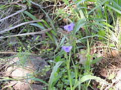 Tradescantia occidentalis
