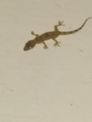 Gekkonidae