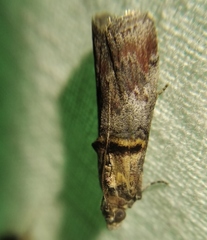 Trachonitis cristella