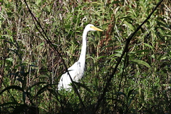 Ardea intermedia plumifera