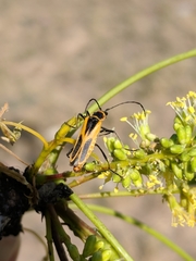 Chauliognathus scutellaris