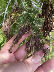 Herpotrichia juniperi