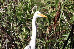 Ardea intermedia plumifera
