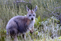 Osphranter robustus robustus
