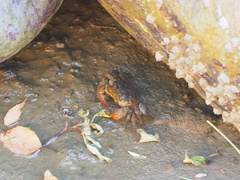 Parasesarma