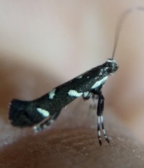 Calybites phasianipennella