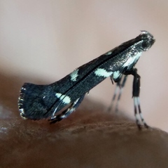 Calybites phasianipennella