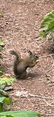 Tamiasciurus hudsonicus regalis