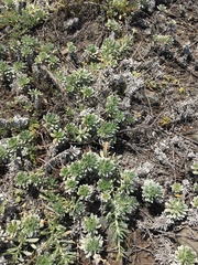 Heliotropium anomalum