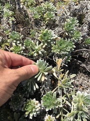 Heliotropium anomalum