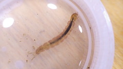 Polycentropus