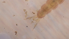 Polycentropus