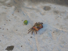 Parasesarma