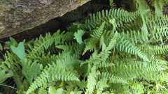 Woodsiaceae