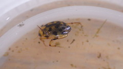 Haliplidae