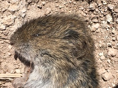 Microtus montanus