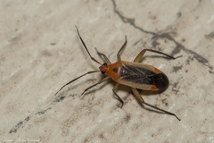 Notholopus
