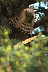 Accipiter cooperii