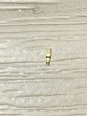 Empoa gillettei