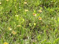Linum rigidum