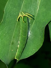 Polyura schreiber tisamenus