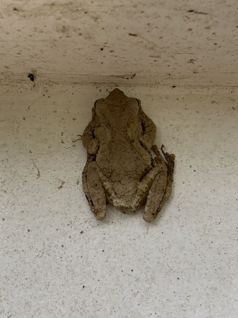 Kurixalus qionglaiensis