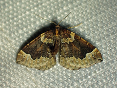 Eulithis flavibrunneata