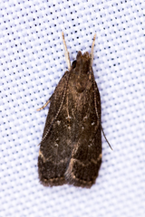 Helcystogramma melantherella