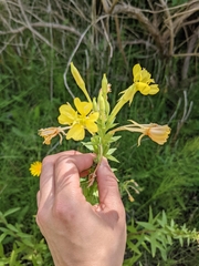 Oenothera biennis