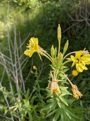 Oenothera biennis