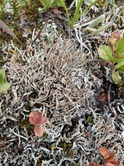 Cladonia ecmocyna
