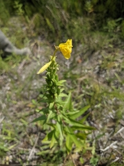Oenothera biennis