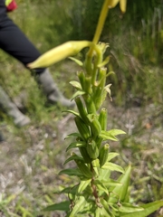 Oenothera biennis