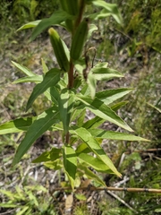 Oenothera biennis