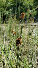 Juncus bolanderi