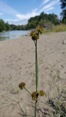 Juncus bolanderi