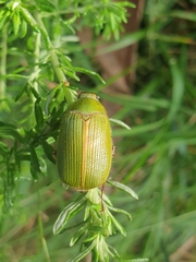 Xylonichus eucalypti