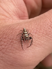 Opisthoncus abnormis