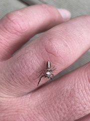 Opisthoncus abnormis